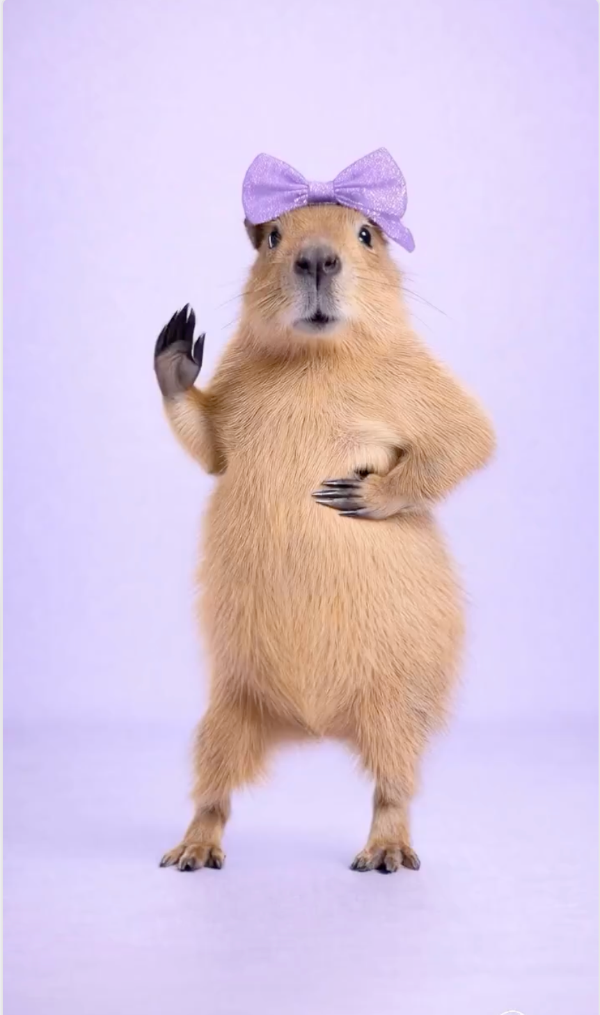 Clean pet dance output example